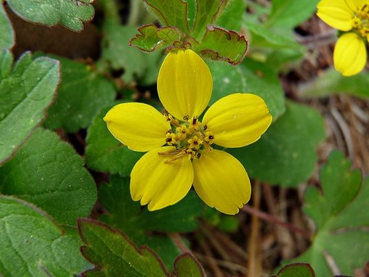 {Chrysogonum virginianum}